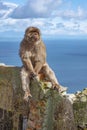 Gibraltar Apes