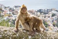 Gibraltar Apes