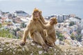 Gibraltar Apes