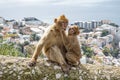 Gibraltar Apes