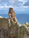 Gibraltar Apes