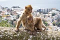 Gibraltar Apes