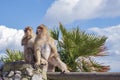 Gibraltar Apes