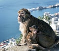 Gibraltar Barbary Apes Royalty Free Stock Photo
