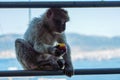 Gibraltar Barbary macaque, baby monkey sits on a rail eating fruit Royalty Free Stock Photo