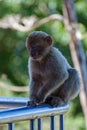 Gibraltar Barbary macaque, baby monkey sits on a rail Royalty Free Stock Photo