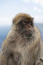 Gibraltar Barbery macaque