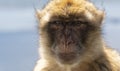Gibraltar Barbery macaque
