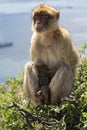 Gibraltar Barbery macaque on tree