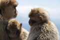 Gibraltar Barbery macaque