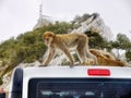 Gibraltar, Macaques, Monkeys