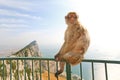 Gibraltar Monkey posing on the fence Royalty Free Stock Photo