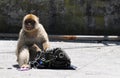 Gibraltar monkey steeling Royalty Free Stock Photo