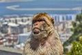 Gibraltar Monkeys or Barbary Macaques are considered Royalty Free Stock Photo