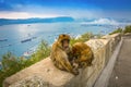 Gibraltar monkeys UK Cityscape Port Sunset Hill Rock View Scene Royalty Free Stock Photo