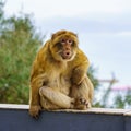 Gibraltar monkeys who live on top of the rock in the peninsula nature reserve. Royalty Free Stock Photo