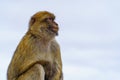 Gibraltar monkeys who live on top of the rock in the peninsula nature reserve. Royalty Free Stock Photo