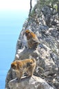 Wild Monkeys, Rock of Gibraltar.