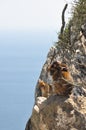 Wild Monkeys, Rock of Gibraltar.