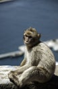 Gibraltar's young ape