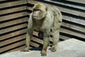 Barbary Macaques or Apes Gibraltar