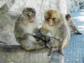 Barbary Macaques or Apes Gibraltar