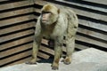 Barbary Macaques or Apes, Gibraltar