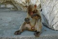 Barbary Macaques or Apes, Gibraltar