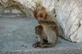 Barbary Macaque or Ape, Gibraltar Royalty Free Stock Photo