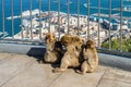 Monkey in Gibraltar