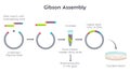 Gibson Assembly molecular cloning method diagram Royalty Free Stock Photo