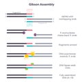 Gibson Assembly educational biology genome science graphic Royalty Free Stock Photo