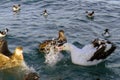 GibsonÂ´s Albatross off Kaikoura New Zealand