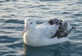 GibsonÂ´s Albatross off Kaikoura New Zealand