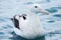 Gibson`s Wandering Albatross, Diomedea exulans