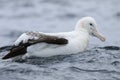 Gibson`s Wandering Albatross, Diomedea exulans, close