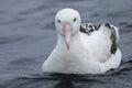 Gibson`s Wandering Albatross, Diomedea exulans, close up