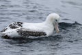 Gibson`s Wandering Albatross, Diomedea exulans, close view
