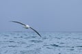 Gibson`s Wandering Albatross, Diomedea exulans, in flight Royalty Free Stock Photo