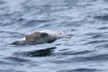Gibson`s Wandering Albatross, Diomedea exulans, flying