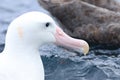 Gibson`s Wandering Albatross, Diomedea exulans, portrait