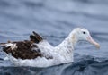 Gibson`s Wandering Albatross, Diomedea exulans, relaxing