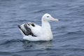 Gibson`s Wandering Albatross, Diomedea exulans, resting