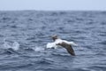 Gibson`s Wandering Albatross, Diomedea exulans, taking off