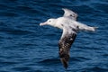 Gibson`s Wandering Albatross in Australasia