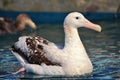 Gibson`s Wandering Albatross in Australasia