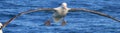 Gibson`s Wandering Albatross in Australasia Royalty Free Stock Photo