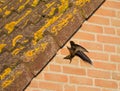 Gierzwaluw, Common Swift, Apus apus