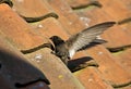 Gierzwaluw, Common Swift, Apus apus Royalty Free Stock Photo