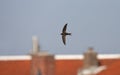 Gierzwaluw, Common Swift, Apus apus